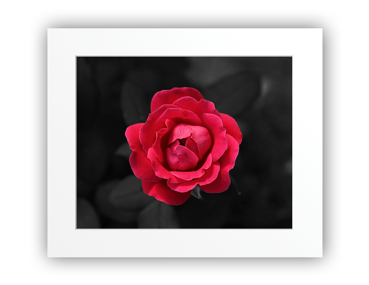 Colored Rose ❉