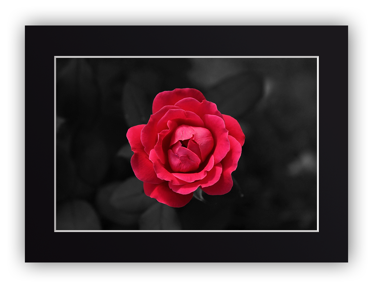 Colored Rose ❉