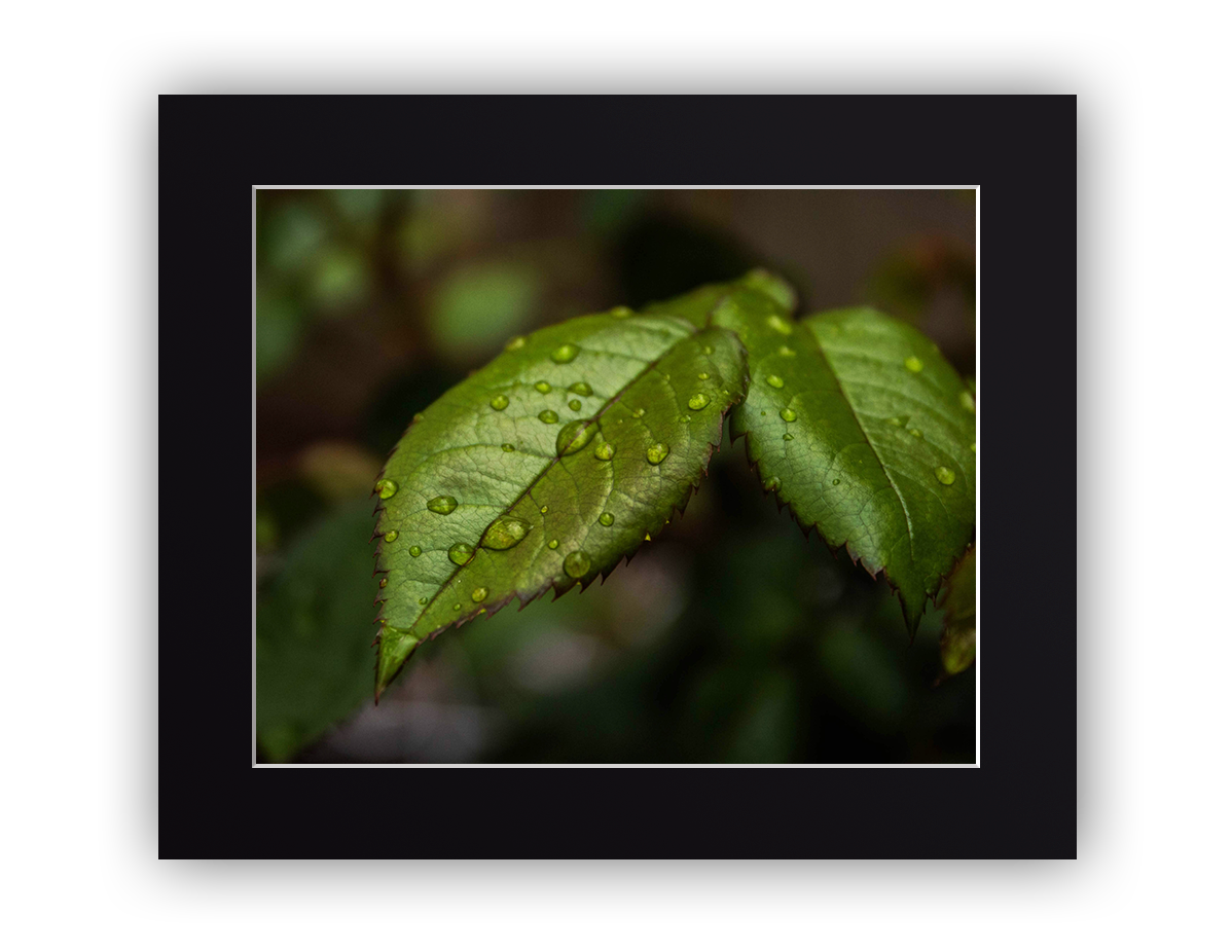 Leafy Droplets
