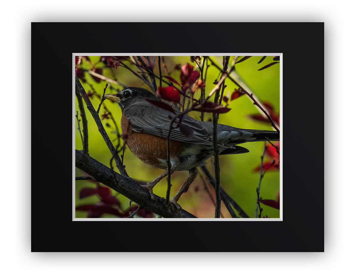 Feathered Treetop