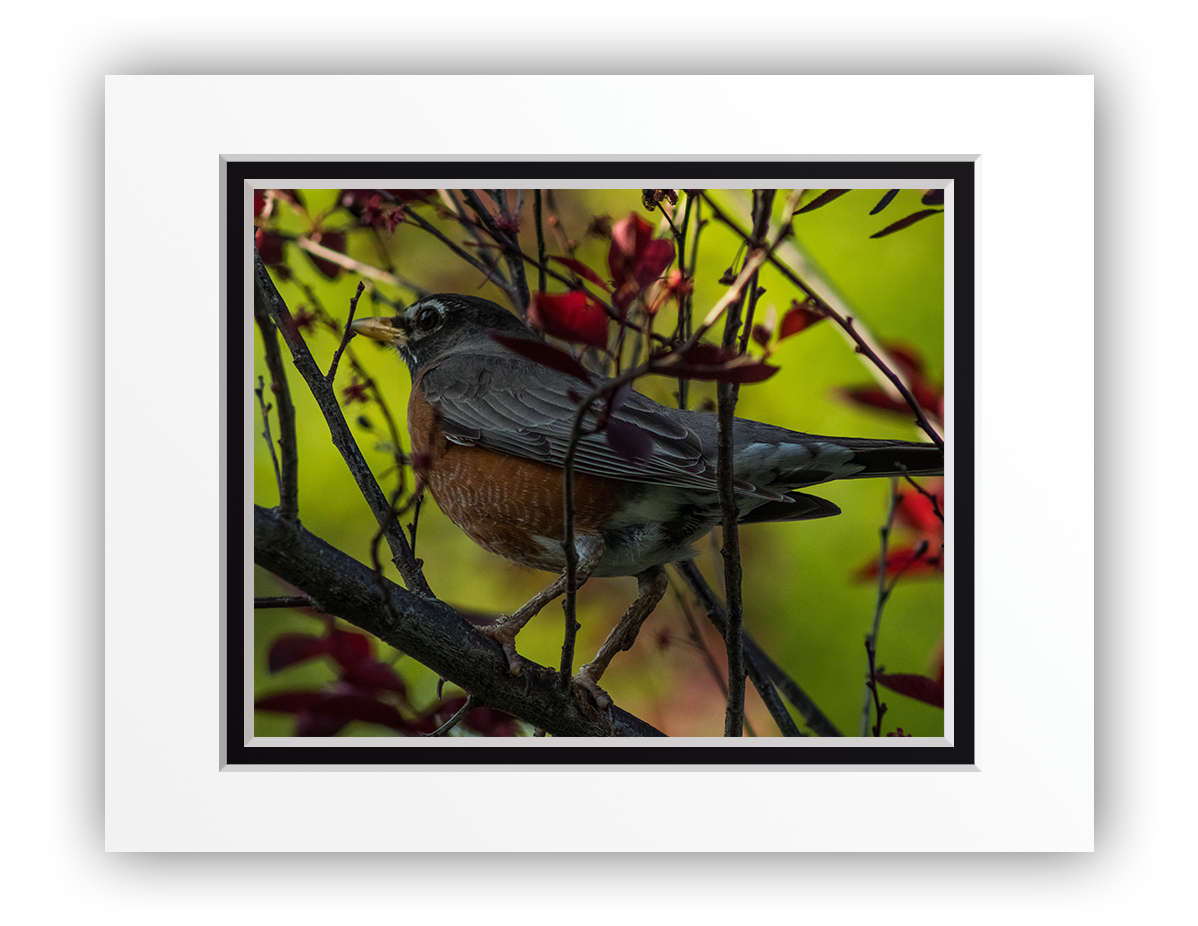 Feathered Treetop