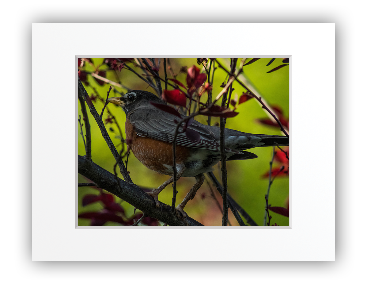 Feathered Treetop