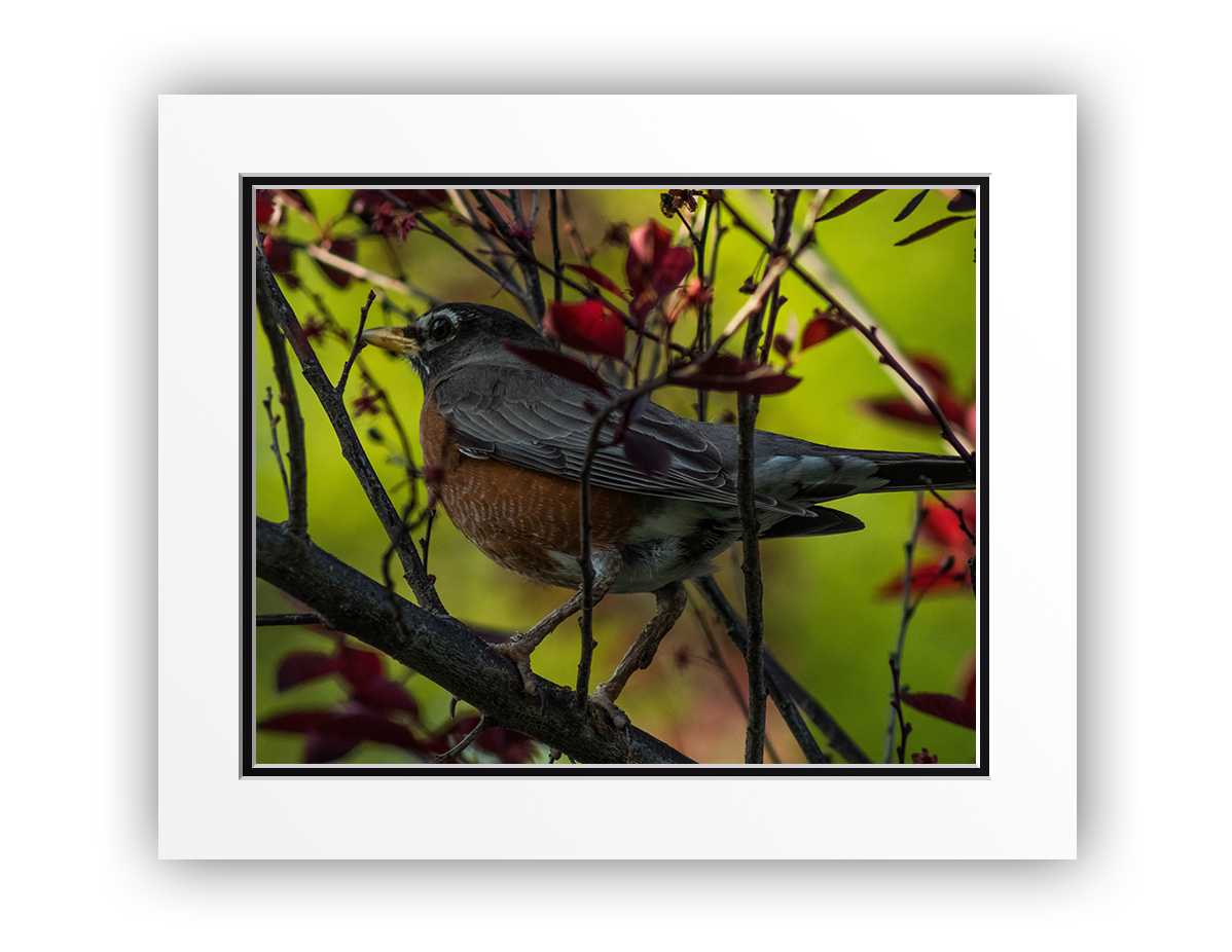 Feathered Treetop