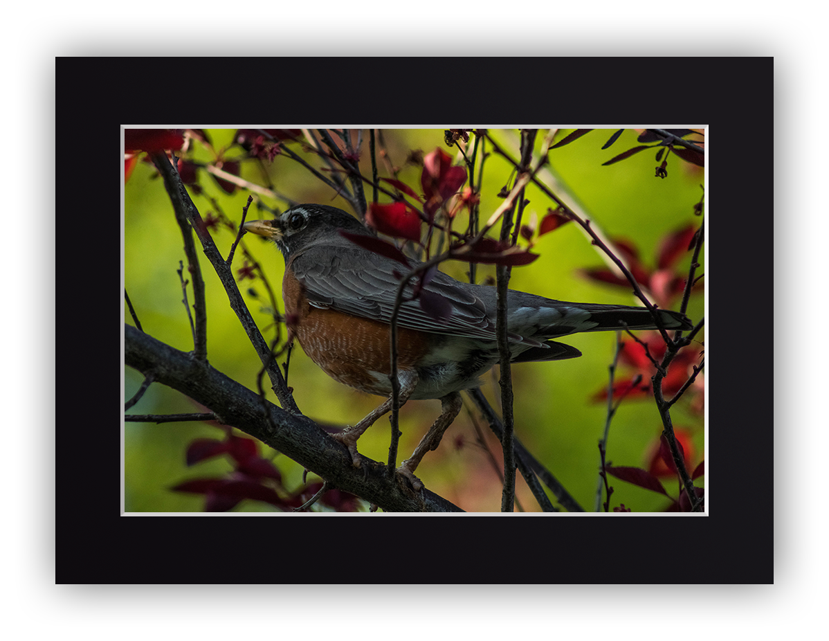 Feathered Treetop