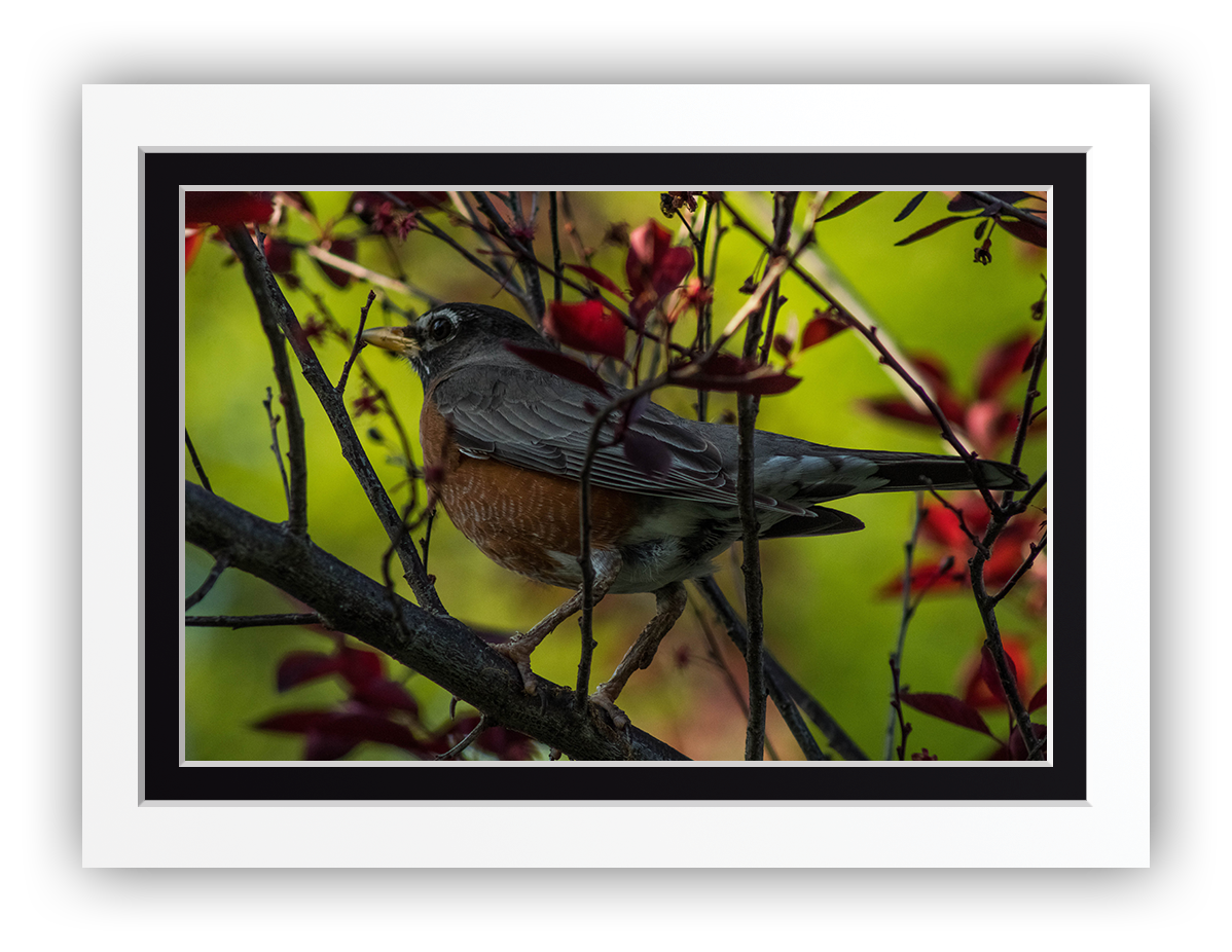 Feathered Treetop