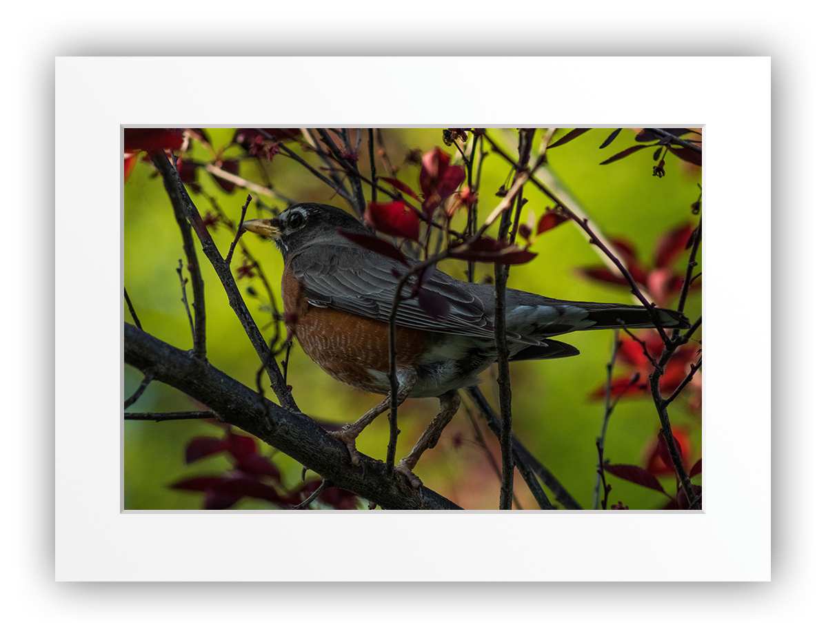 Feathered Treetop